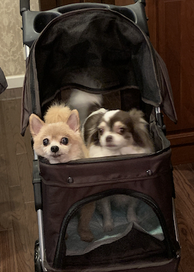 ローズテーブルMダイニング