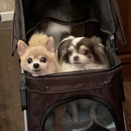 ローズテーブルMダイニング